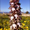 Дикорастущие орхидеи Кипра Himantoglossum -robertianum