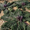 Мандрагора (Mandragora autumnalis) / Mandrake (Mandragora autumnalis)