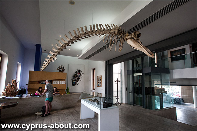 Скелет дельфина в музе моря, Айя Напа. Кипр
