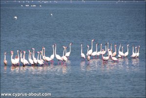 Фламинго на Соленом  озере в Ларнаке