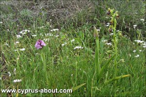 Дикие орхидеи на мысе Греко
