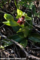Ophrys - Офрис в Акротири