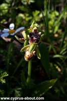 Ophrys herae / Офрис на мысе Греко