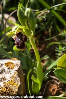 Ophrys / Офрис на мысе Греко