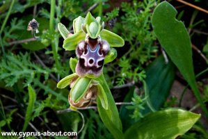 Ophrys / Офрис на мысе Греко