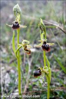 Ophrys herae - Офрис на мысе Греко