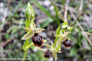 Ophrys herae - Офрис на мысе Греко