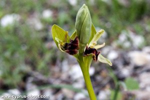 Ophrys / Офрис на мысе Греко