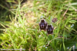 Ophrys / Офрис на мысе Греко