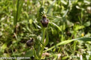 Ophrys / Офрис на мысе Греко