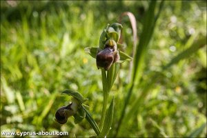 Ophrys / Офрис на мысе Греко