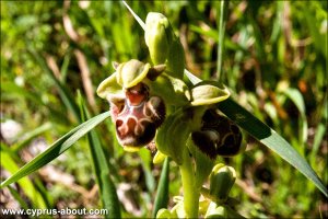 Ophrys / Офрис на мысе Греко