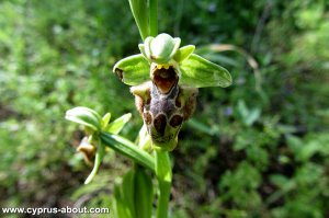 Ophrys / Офрис на мысе Греко