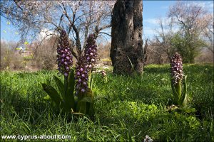 Фотоальбом "Орхидеи Кипра"