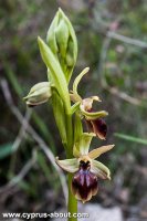 Ophrys herae - Офрис