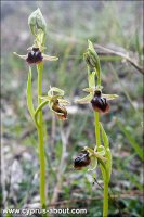 Ophrys herae - Офрис
