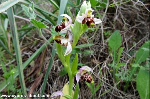 Ophrys / Офрис