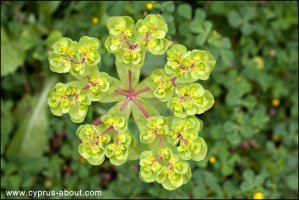 Молочай-солнцегляд / Euphorbia helioscopia