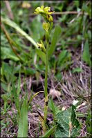 Ophrys sicula - Офрис