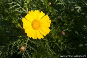 Хризантема увенчанная, Chrysanthemum coronarium