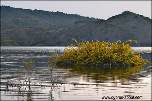 Акация ивовая (Acacia saligna) на водохранилище