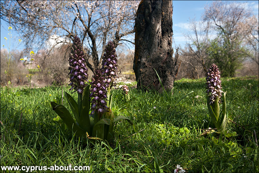 Февраль в Троодосе. Цветет орхидея Himantoglossum robertianum