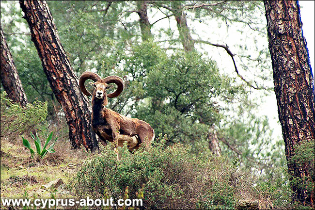 Дикий муфлон в горах Троодоса, Кипр