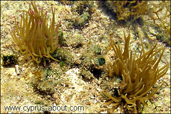 Морские анемоны (актинии) Anemonia viridis