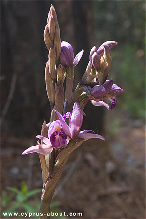 Орхидея Лимодорум недоразвитый в Махерасе