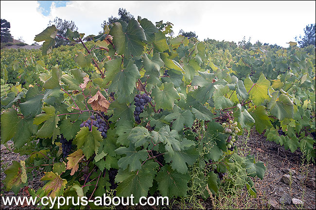 Виноградники в окрестностях Киперунды, Кипр
