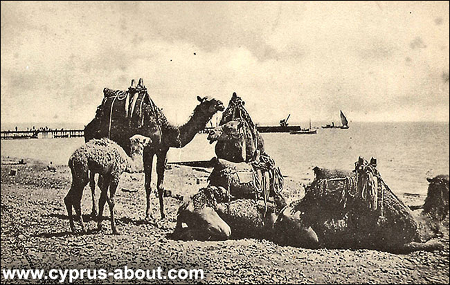 1905 г. Верблюды, отдыхающие на пляже в районе современной Финикудес, Ларнака, Кипр