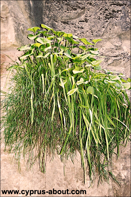 Растения на стене ущелья Авакас. Зима. Полуостров Акамас, Кипр