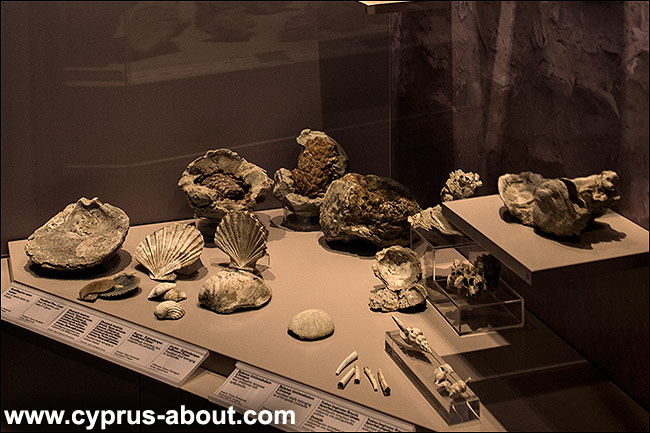 Морские окаменелости в музее Левентиса в Никосии, Кипр