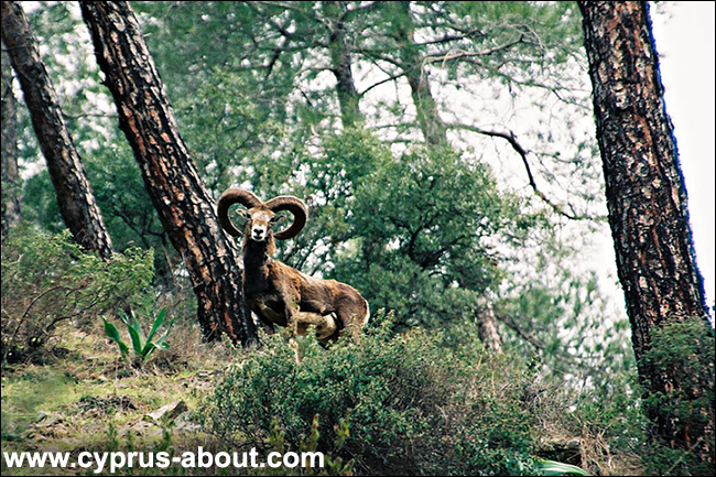 Животные кипра. Муфлон, единственный горный баран Европы. Горный массив Троодос, Кипр