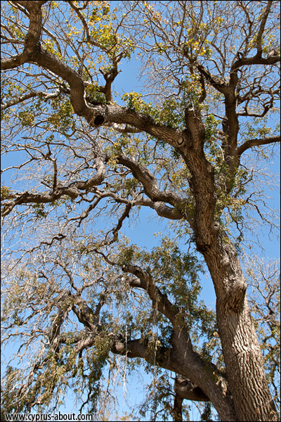 Фисташка мастиковая (Pistacia lentiscus), растущая у Храма Ангелоктисти, Ларнака, Кипр