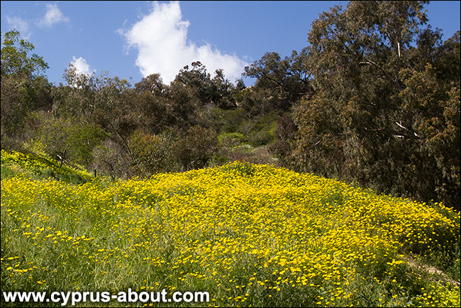 Весна на Кипре. Ороклини